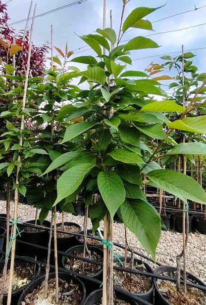 Японска вишна „Канзан“ (Prunus serrulata 'Kanzan')